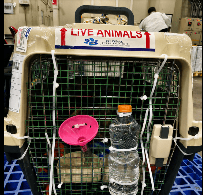 Global Pet Relocation (Bangalore)