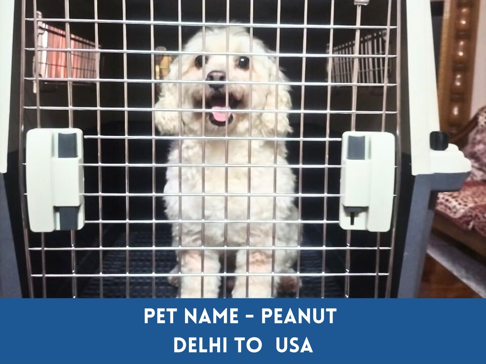 Global Petcab (Bengaluru)