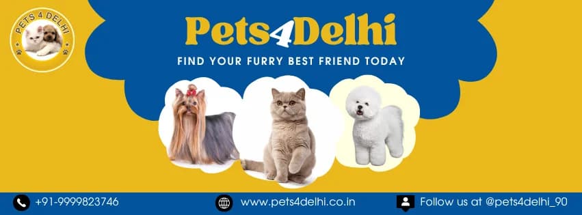 Pets 4 Delhi (New Delhi)