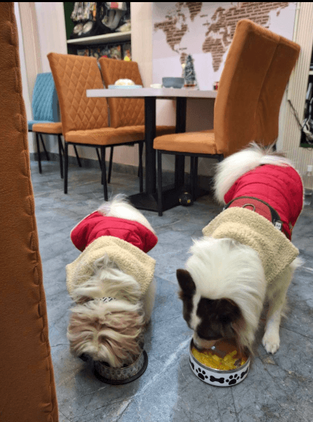 Barks & Brew (Kolkata)