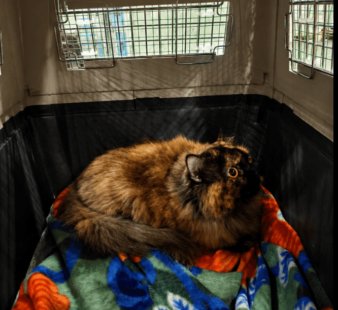 Global Pet Relocation (Bangalore)