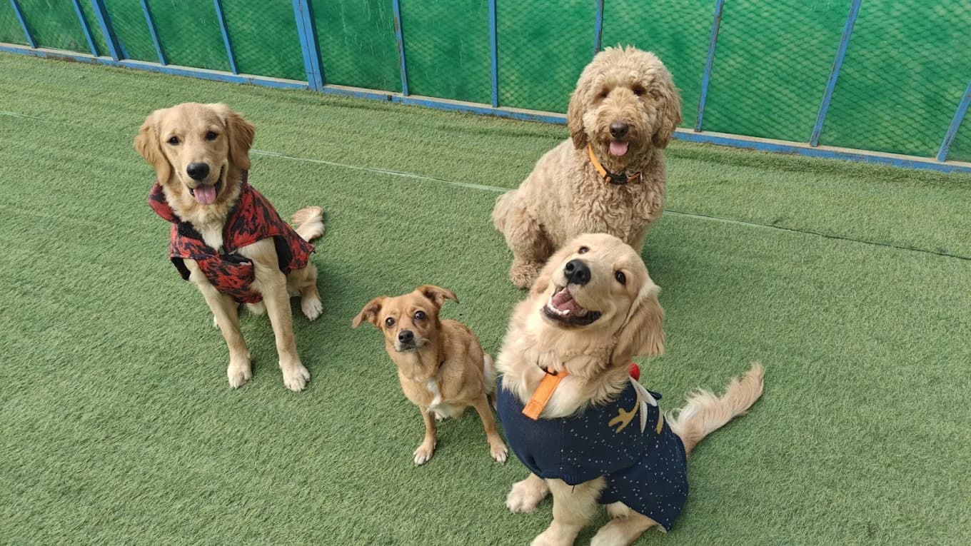 Ultimutt Pet Resort - Dog Boarding in Gurgaon & Delhi/NCR (Gurugram)