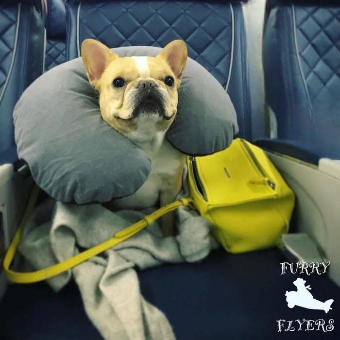 Furry Flyers (Mumbai)