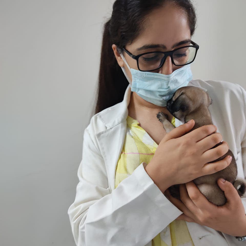 DCC Animal Hospital & Petcare - Best veterinary & pet grooming, Delhi