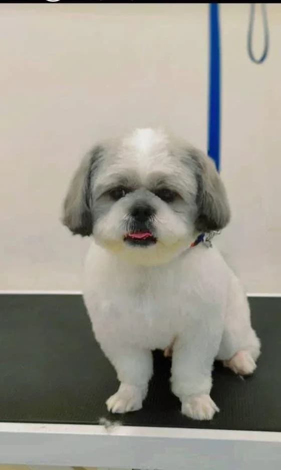 Vet Prime Care Clinic (Gurugram)
