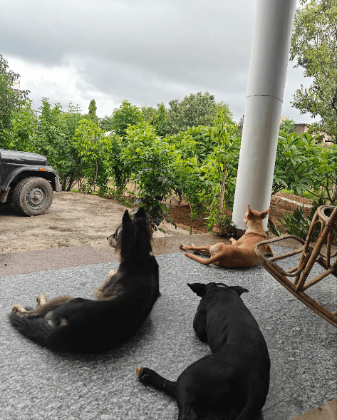 Canopy Farmstay