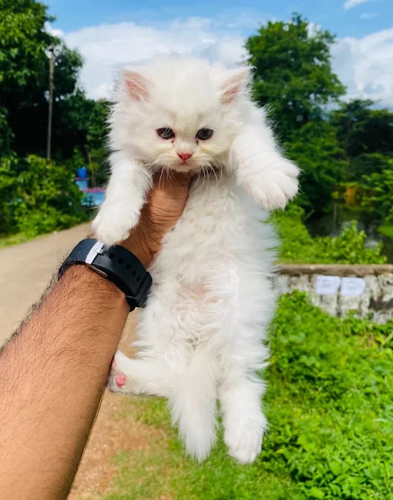 Persian Cat zone (Davangere)