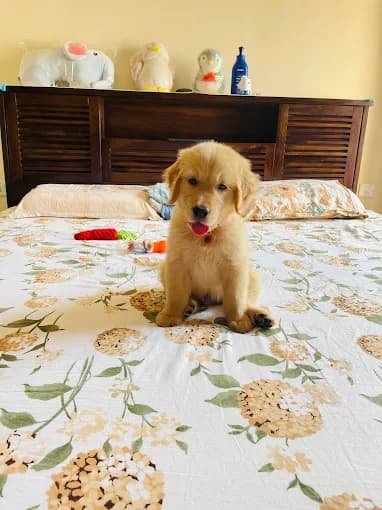 Dav Pet Lovers (New Delhi)