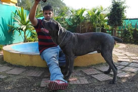 The Doggy Den Boarding, Pune
