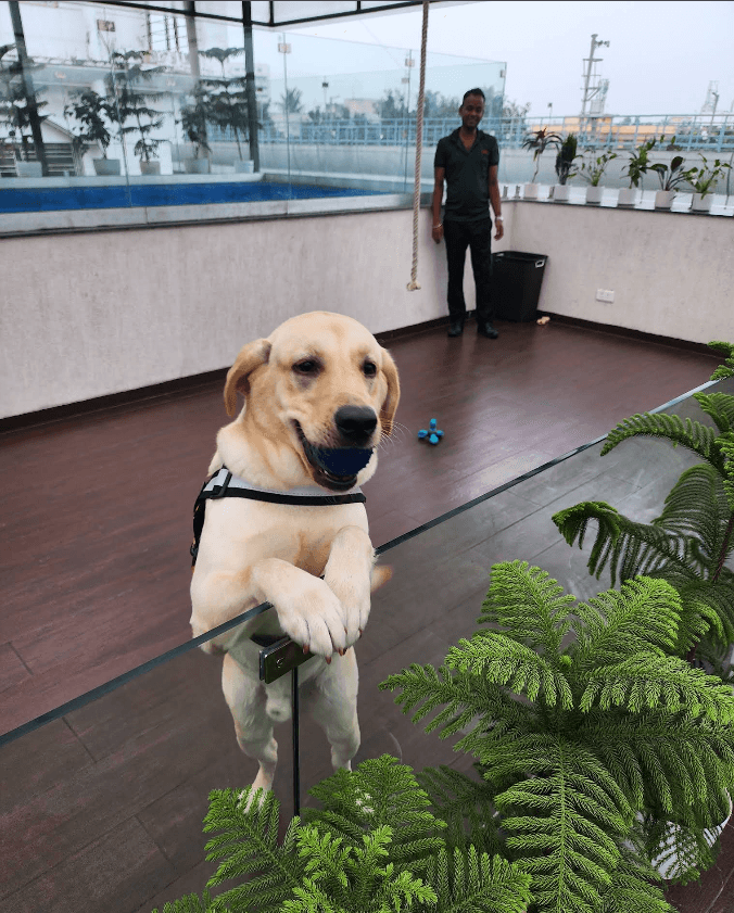 Pet Dreamland (Pet Cafe, Pet Pool & Pet Creche) (Kolkata)