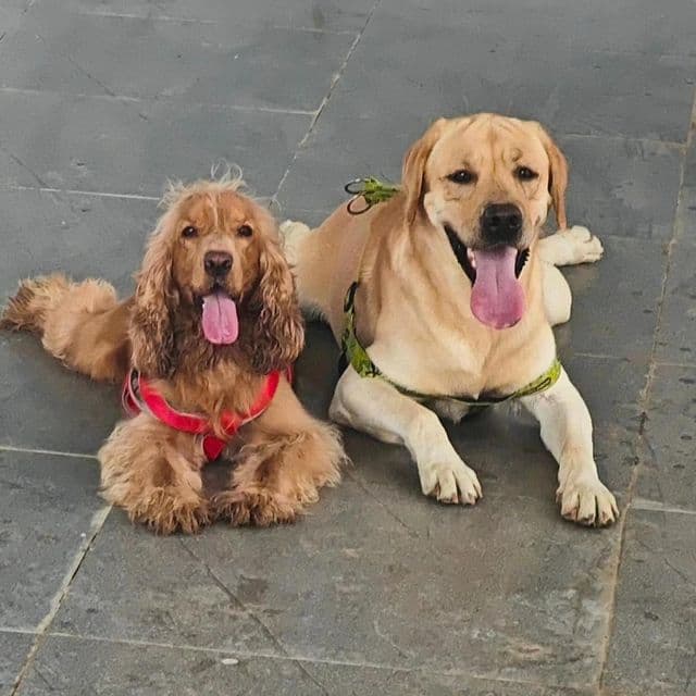 Pooch Pet Resort Gurgaon | Dog Boarding | Day Care | Dog Park (Gurugram)