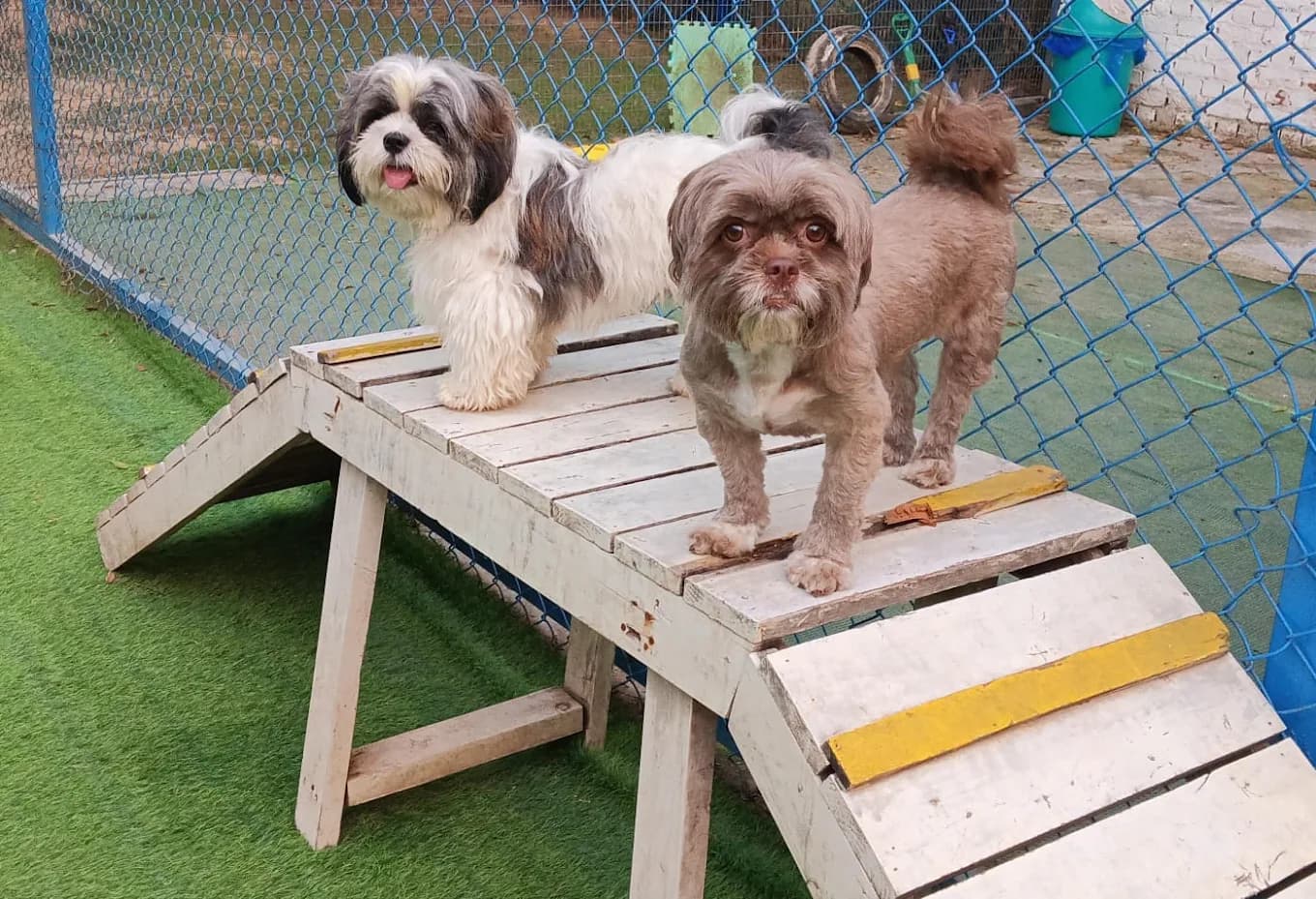 Ultimutt Pet Resort - Dog Boarding in Gurgaon & Delhi/NCR (Gurugram)