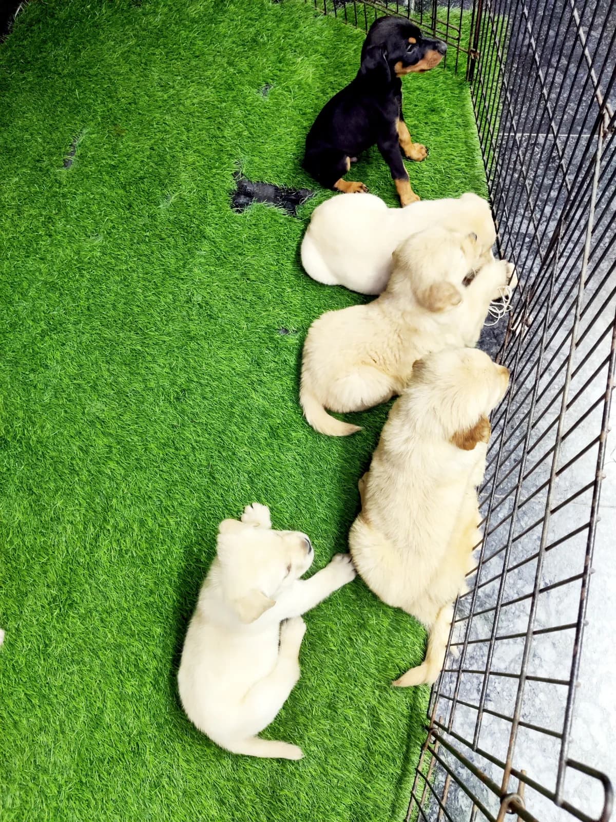 Vikas Pet Shop and Grooming Salon (New Delhi)