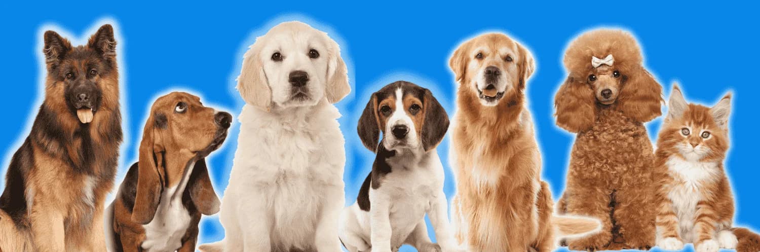 Patmypets (Noida)