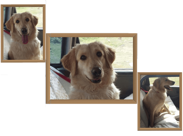 Petscort India (Gurugram)