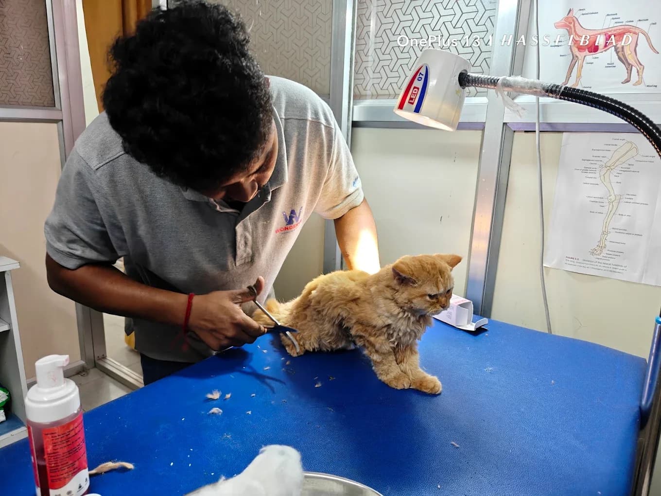 The WONDER VET (Kolkata)