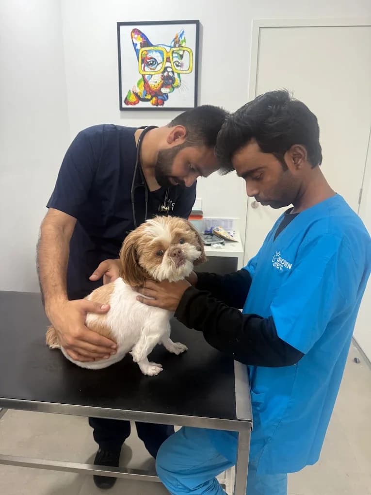 Crown Vet Sushant Lok (Gurugram)