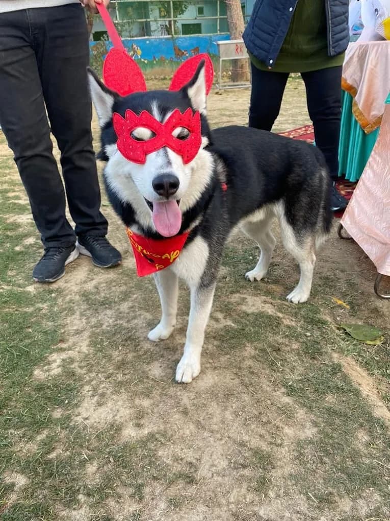 Bark n Walk Dog Park (Bijwasan, Delhi)