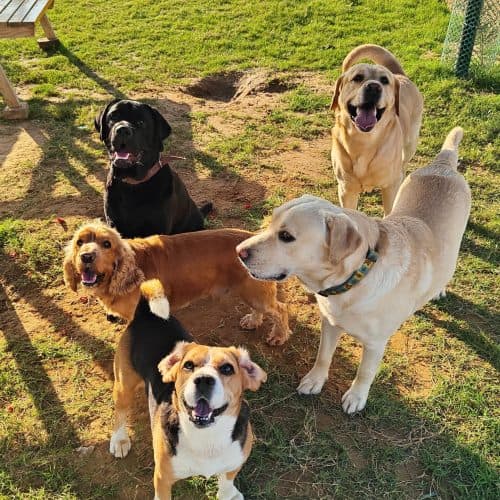 Pooch Pet Resort Gurgaon | Dog Boarding | Day Care | Dog Park (Gurugram)