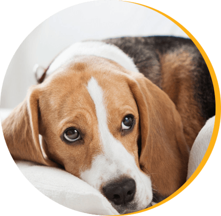 Petscort India (Gurugram)