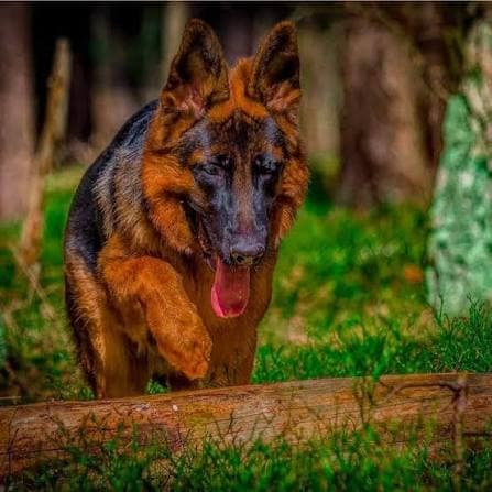 Royal Sheps Dog Kennel (Dehradun)