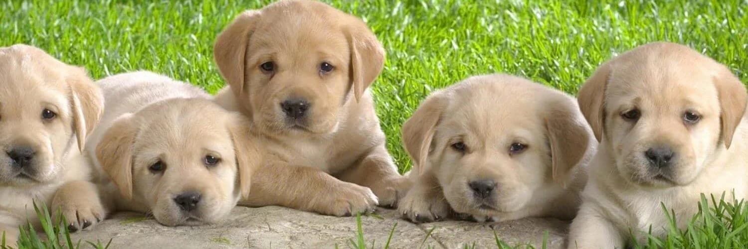 Dogs Paradise Grooming - Pet Grooming Service South Delhi (New Delhi)