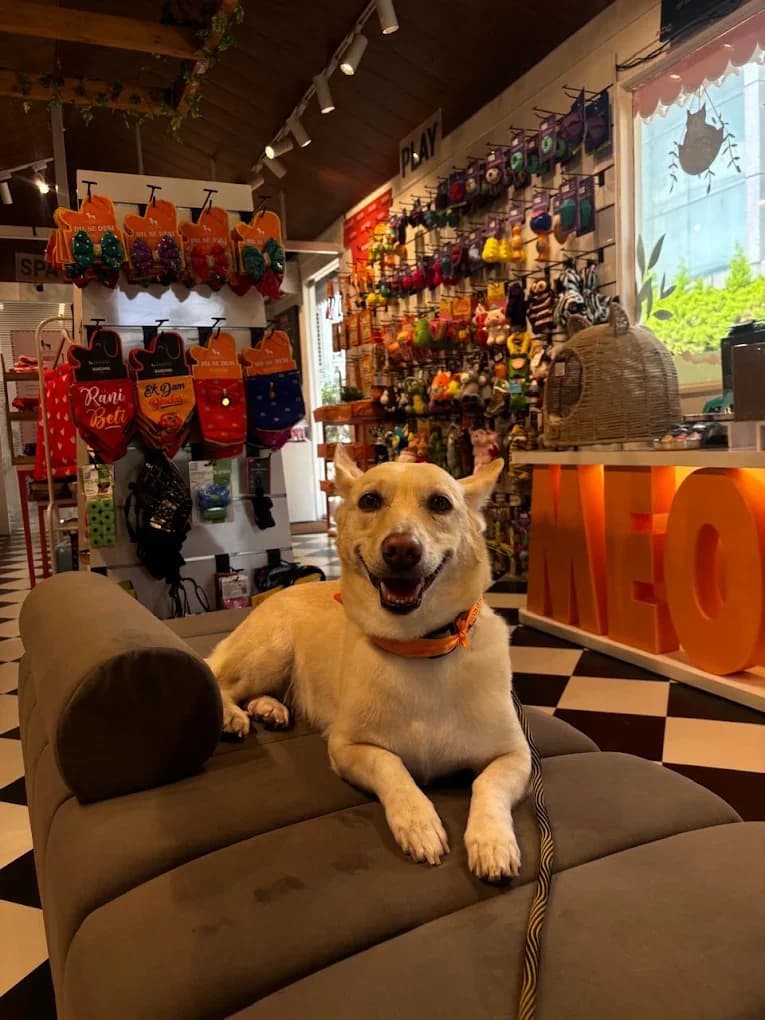 Heads Up For Tails Pet Store & Spa - Dehradun