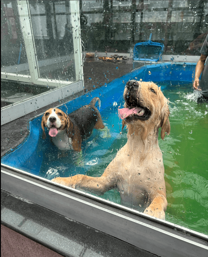 Pet Dreamland (Pet Cafe, Pet Pool & Pet Creche) (Kolkata)