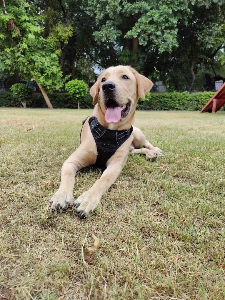 Delhi's First Dog Park (Rajinder Nagar)