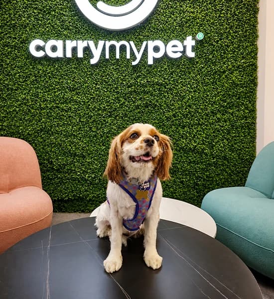 Carry My Pet (Pan-India)
