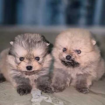 Royal Sheps Dog Kennel (Dehradun)
