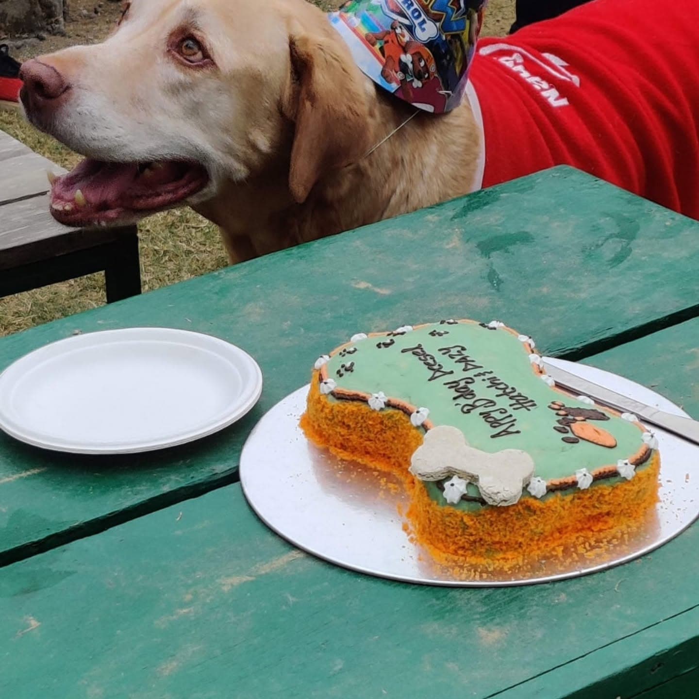 Barks and Meows (Gurgaon)