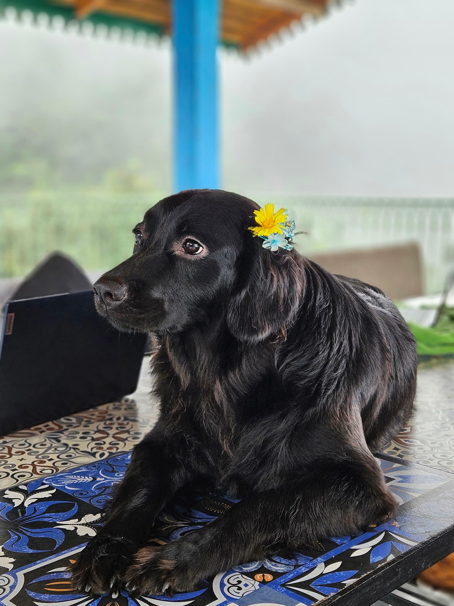 The Sarang (Bhimtal)