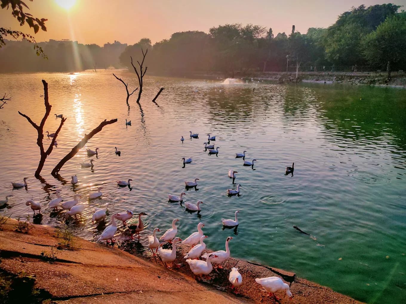 Deer Park Off-Leash Area (Hauz Khas, Delhi)