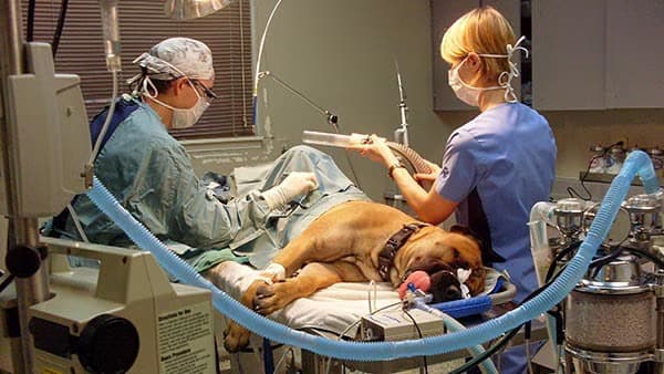 Dr Kharb's Pet Clinic & Surgery (New Delhi)