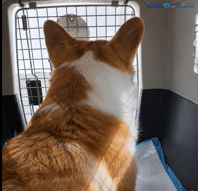 Global Pet Relocation (Bangalore)
