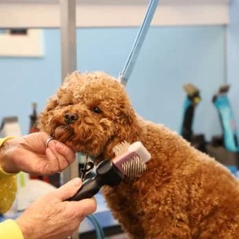 The Pet Point- Pet Shop & Grooming Parlor (New Delhi)