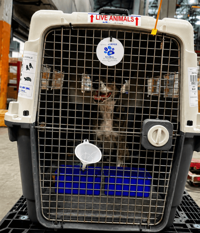 Global Pet Relocation (Bangalore)