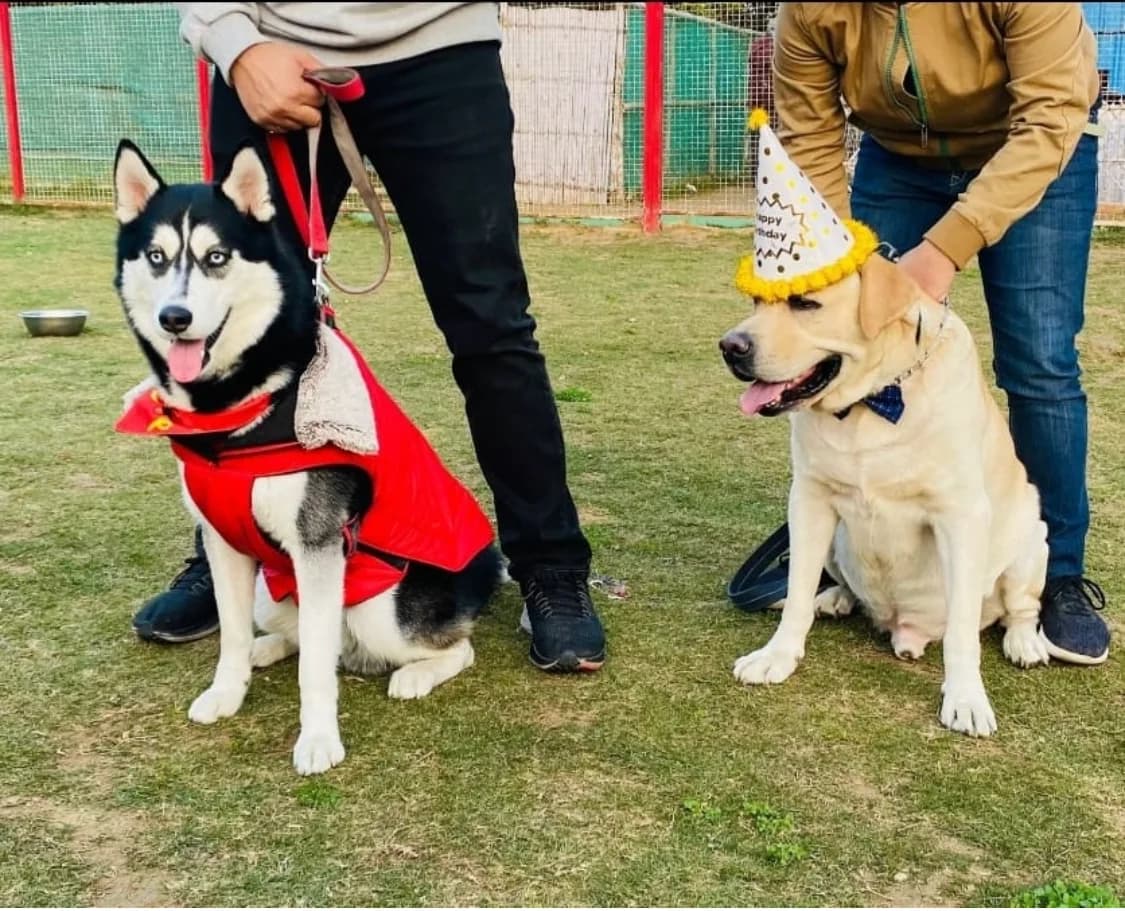 Bark n Walk Dog Park (Bijwasan, Delhi)