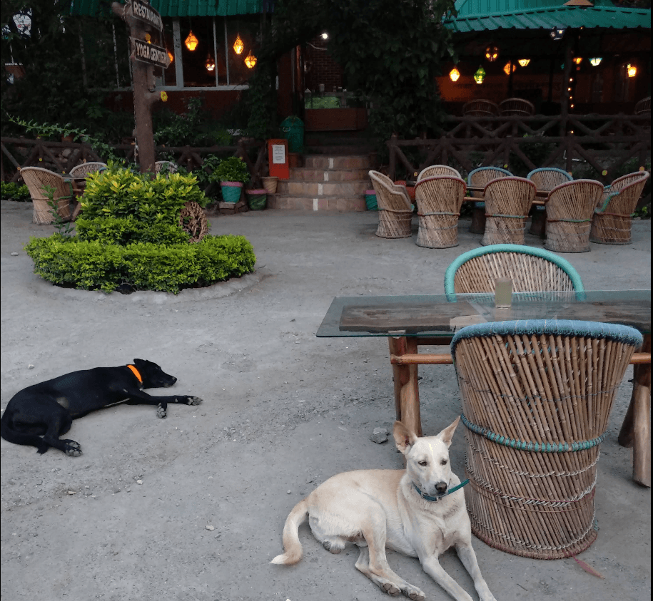 Pyramid Cafe Tapovan Rishikesh