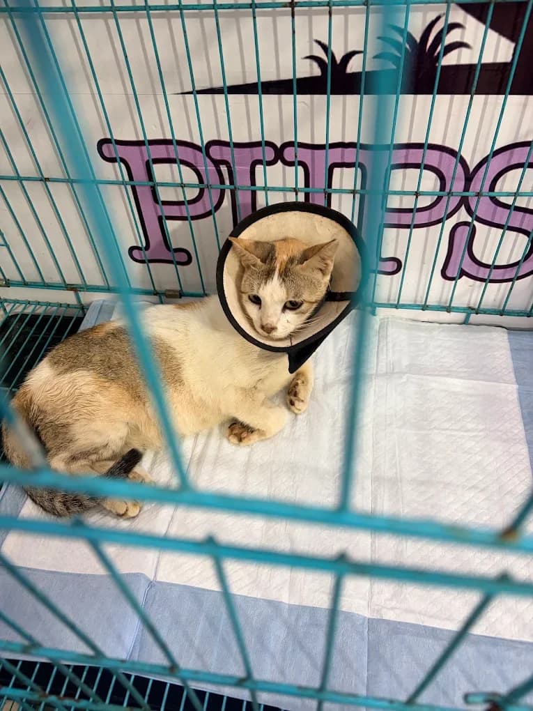 Pups & Kits Pet Hospital (Kolkata)
