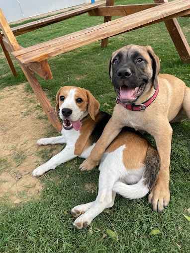 Ultimutt Pet Resort - Dog Boarding in Gurgaon & Delhi/NCR (Gurugram)