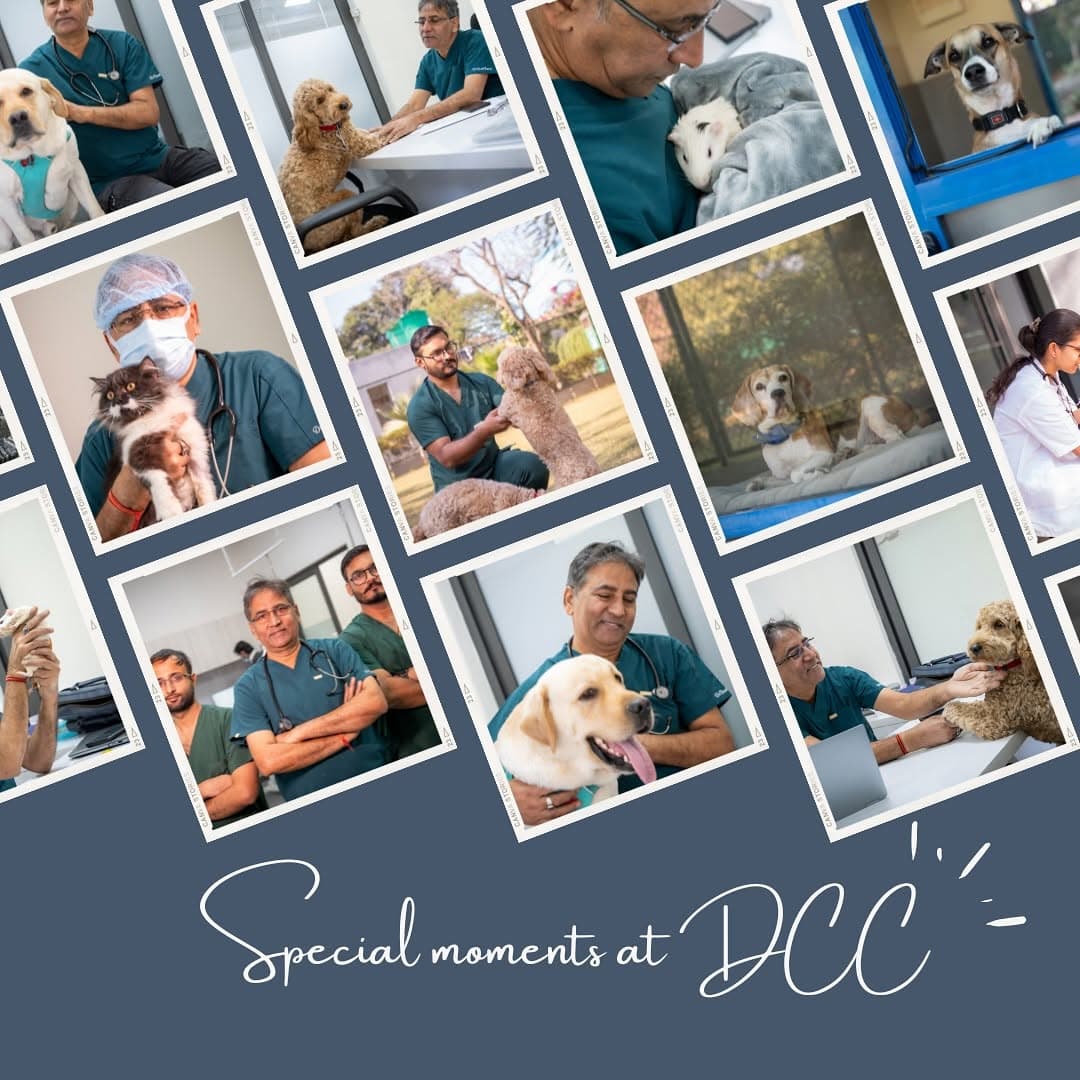 DCC Animal Hospital (Jaipur)