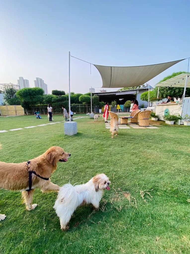 Tail Club (Gurugram)