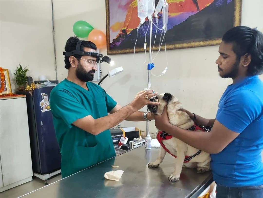 Blue Coat Vet Pet Clinic, Sushant Lok (Gurugram)