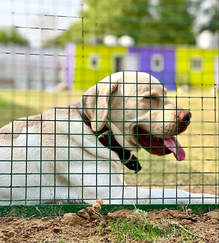 Muddy Paws Dog Park & Cafe (Gurugram)