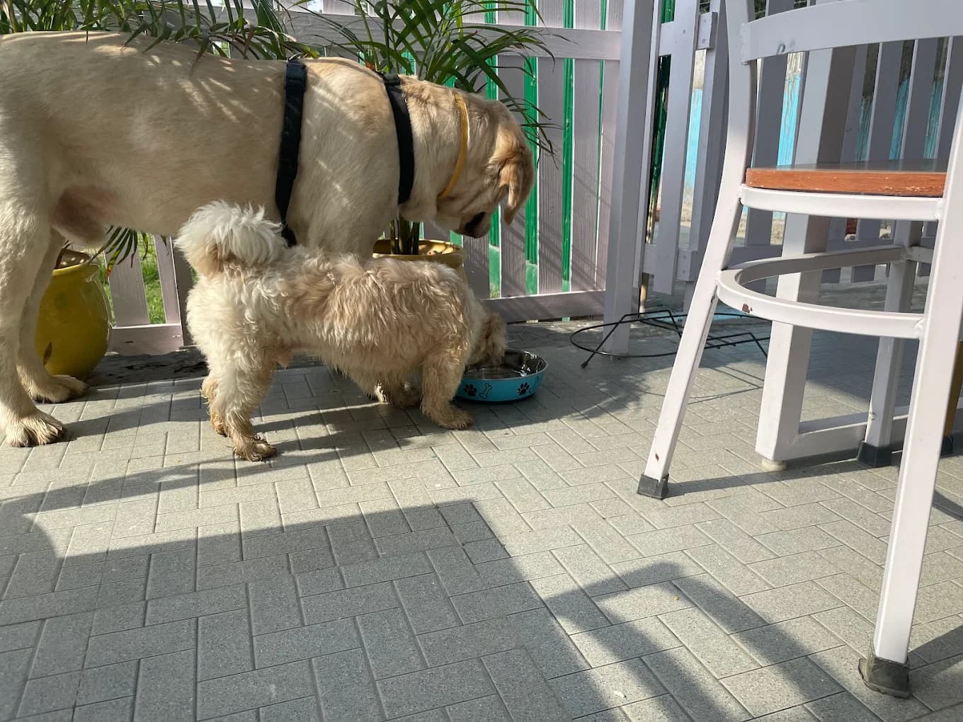 Muddy Paws Dog Park & Cafe (Gurugram)