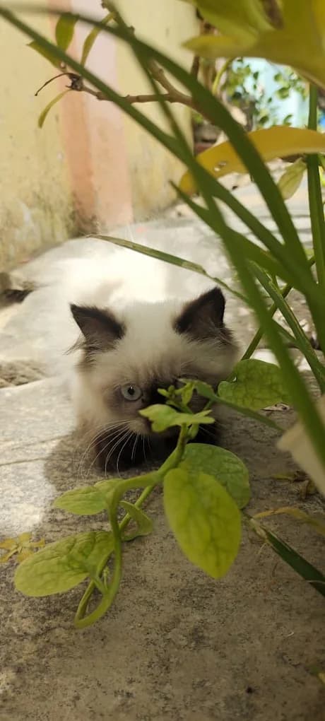 Persian Cat zone (Davangere)