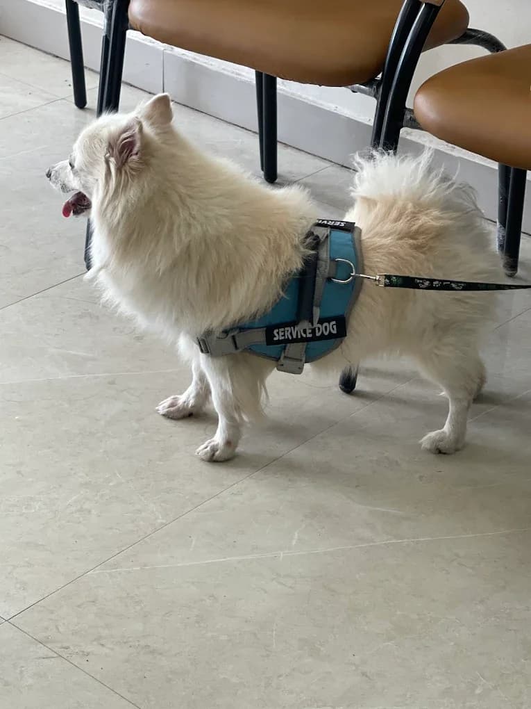 Vetic Pet Clinic Dwarka Sec 17 (Delhi)