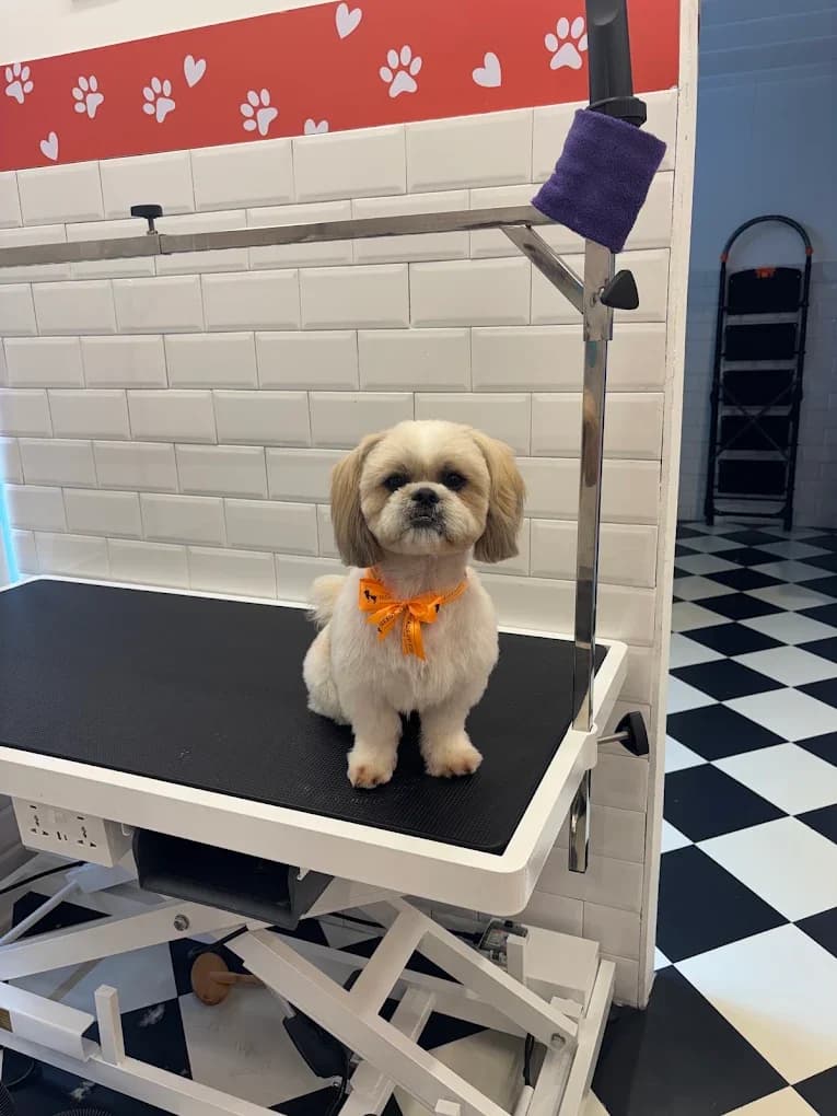 Heads Up For Tails Pet Store & Spa - Dehradun